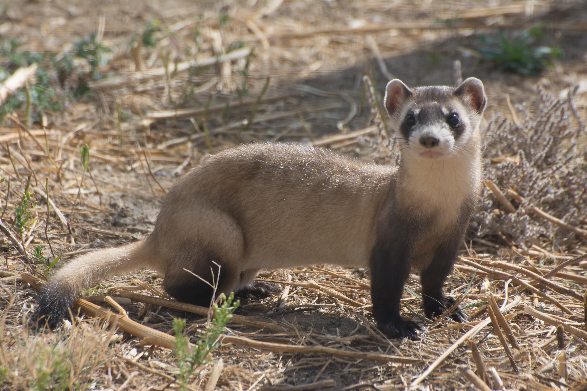Black-footed ferret